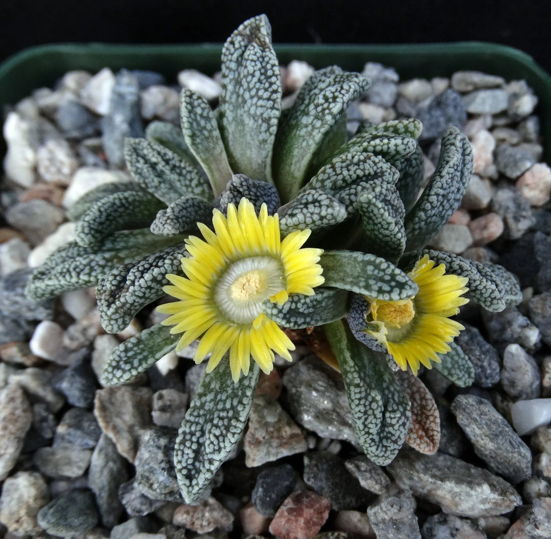 Flower Seeds, Seeds,Seeds For Planting,Plant Seeds