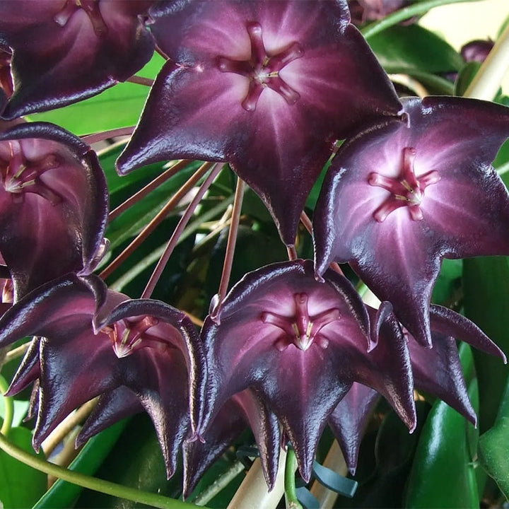 Flower Seeds, Seeds,Seeds For Planting,Plant Seeds