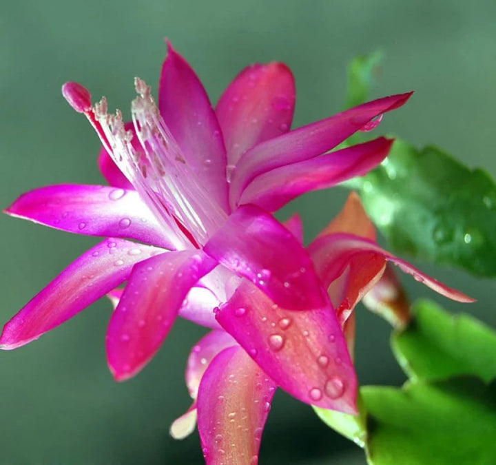 Flower Seeds, Seeds,Seeds For Planting,Plant Seeds