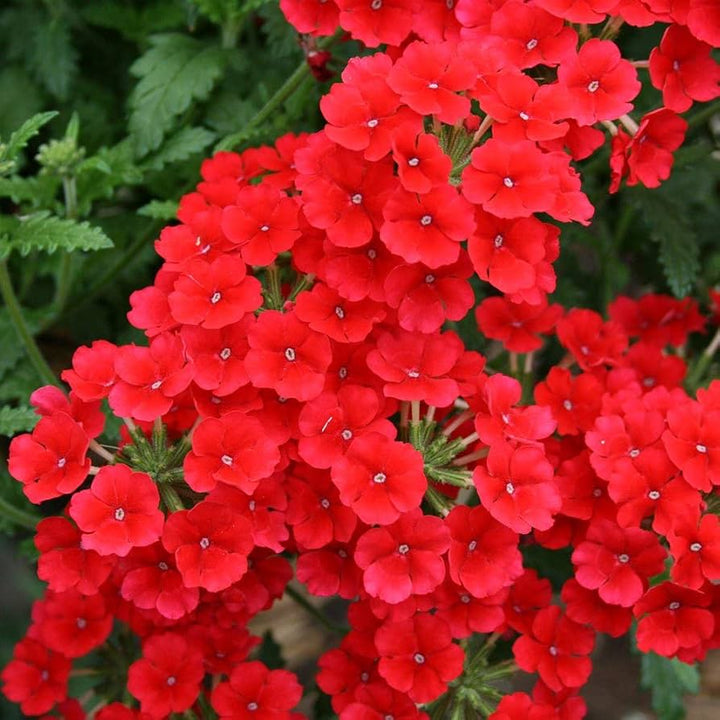 Flower Seeds, Seeds,Seeds For Planting,Plant Seeds