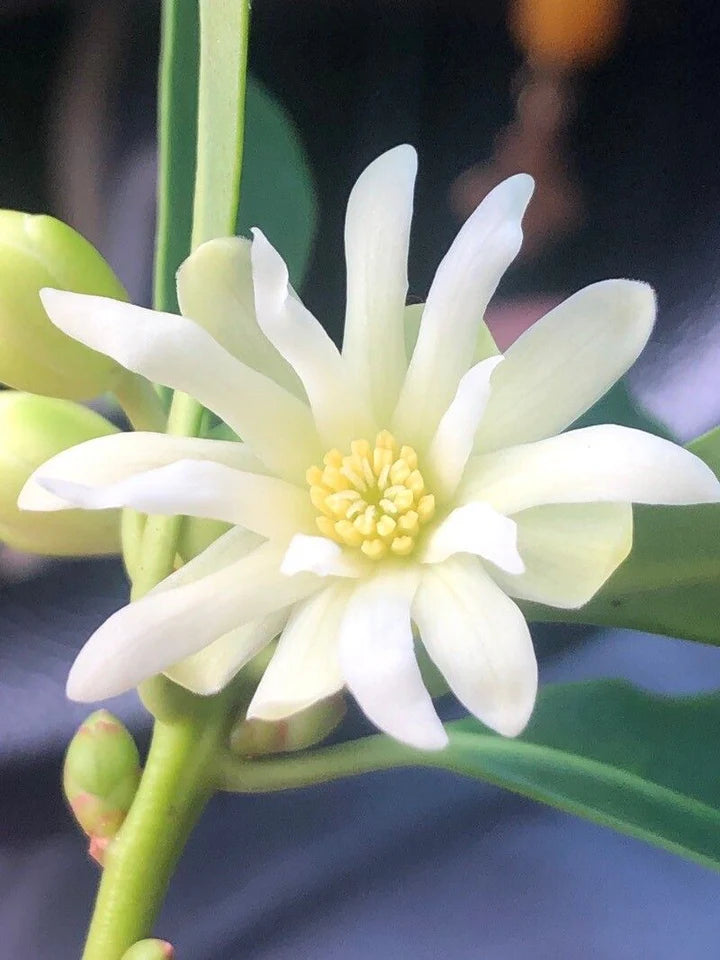 Illicium Verum Flower Seeds – Heirloom, Non-GMO, Compact Growth