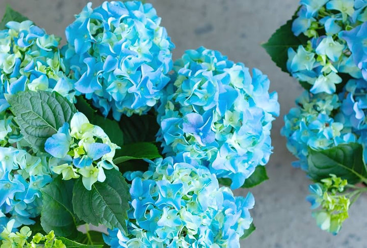 Flower Seeds, Seeds,Seeds For Planting,Plant Seeds