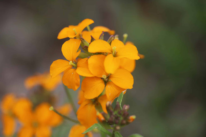 Flower Seeds, Seeds,Seeds For Planting,Plant Seeds