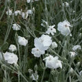 White Alba Lychnis Flower Seeds for Planting – Heirloom, Non-GMO Pollinator-Friendly Organic Garden Seeds