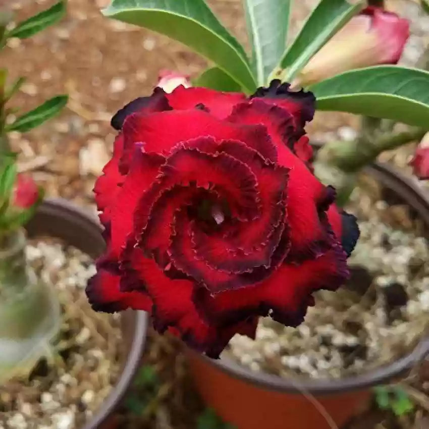 Flower Seeds, Seeds,Seeds For Planting,Plant Seeds