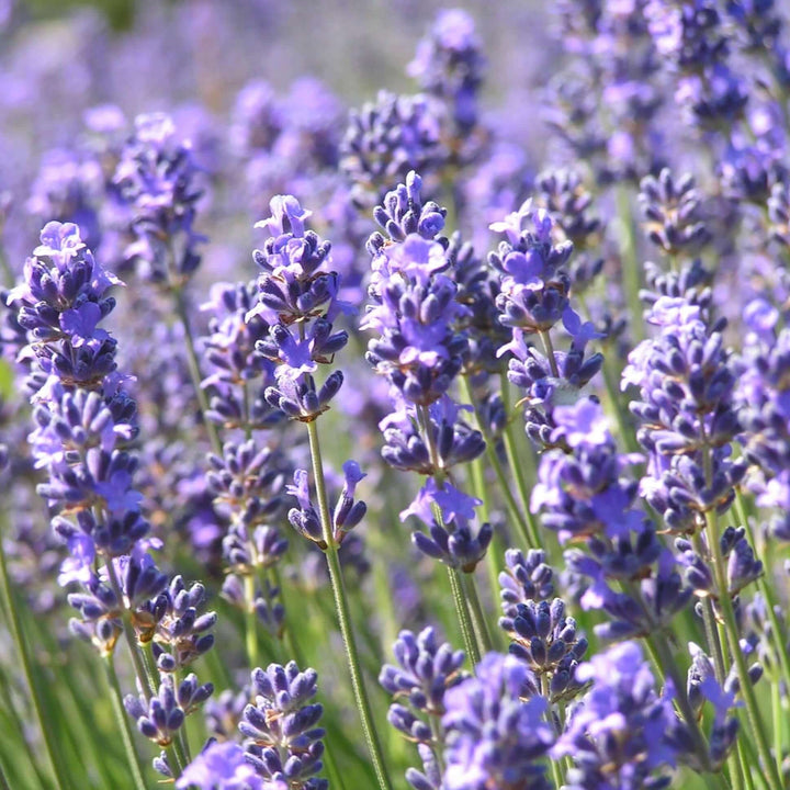 Flower Seeds, Seeds,Seeds For Planting,Plant Seeds