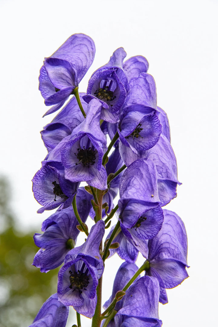 Flower Seeds, Seeds,Seeds For Planting,Plant Seeds
