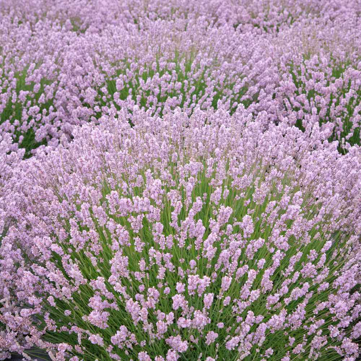 Flower Seeds, Seeds,Seeds For Planting,Plant Seeds