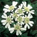 White Orlaya Flower Seeds for Planting – Heirloom, Non-GMO, High Germination Organic Garden Seeds