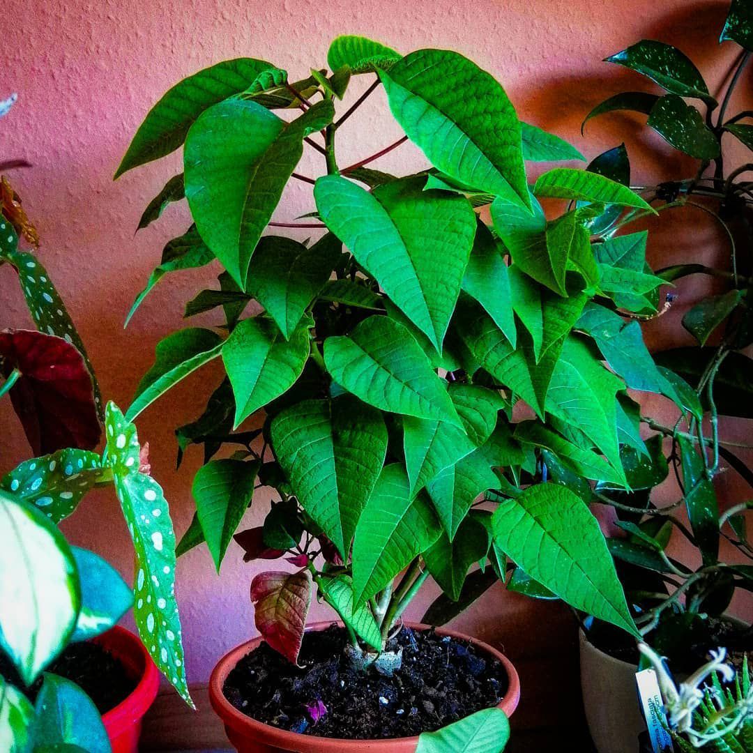 Flower Seeds, Seeds,Seeds For Planting,Plant Seeds