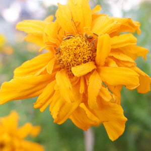 Flower Seeds, Seeds,Seeds For Planting,Plant Seeds