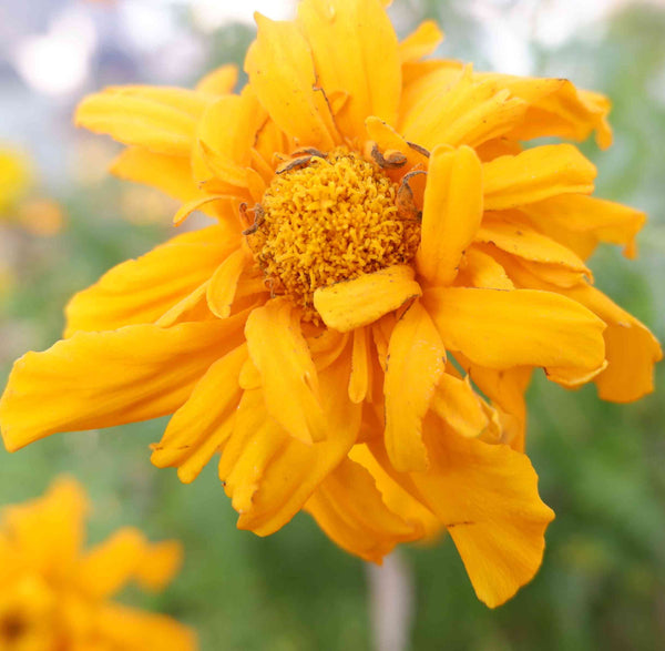 Flower Seeds, Seeds,Seeds For Planting,Plant Seeds