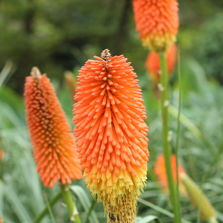 Flower Seeds, Seeds,Seeds For Planting,Plant Seeds