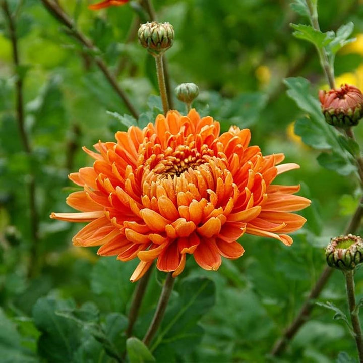 Flower Seeds, Seeds,Seeds For Planting,Plant Seeds