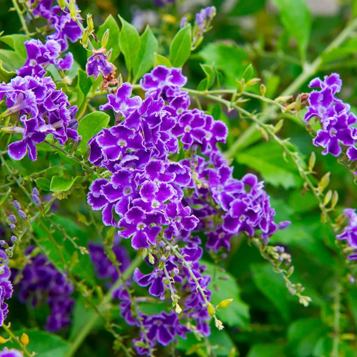 Flower Seeds, Seeds,Seeds For Planting,Plant Seeds