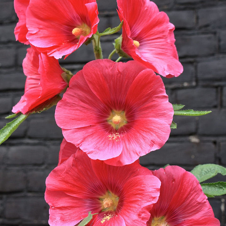 Flower Seeds, Seeds,Seeds For Planting,Plant Seeds