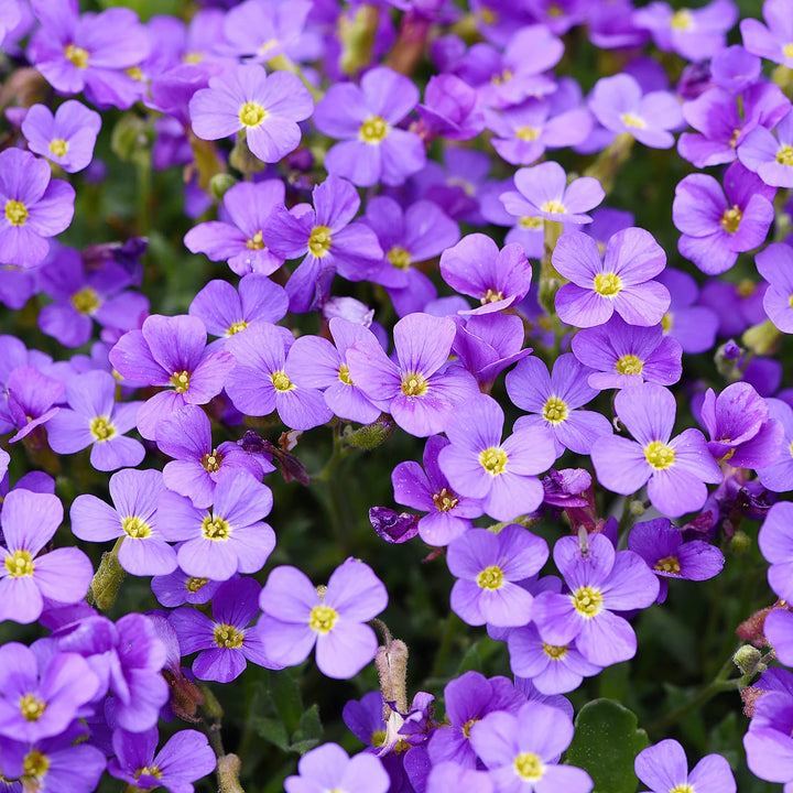 Flower Seeds, Seeds,Seeds For Planting,Plant Seeds