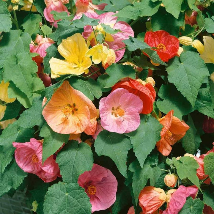 Flower Seeds, Seeds,Seeds For Planting,Plant Seeds