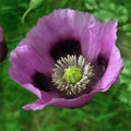 Hungarian Flower Seeds for Planting – Border-Perfect Heirloom, Non-GMO, High Germination Garden Seeds