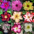 Adenium Flower Seeds for Planting – Heirloom, Non-GMO, Organic Garden Seeds