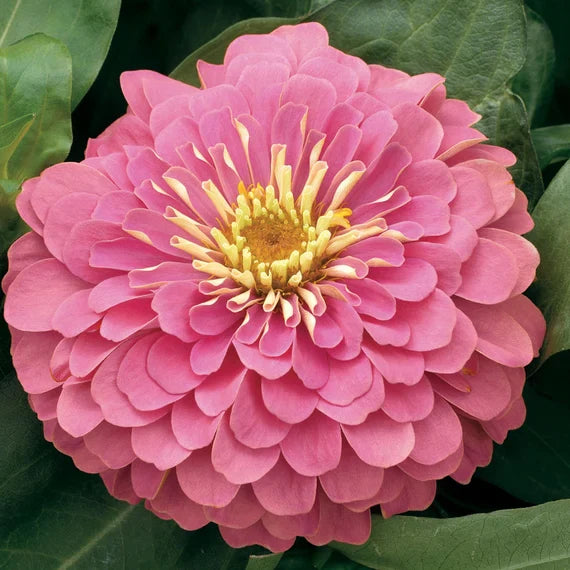 Flower Seeds, Seeds,Seeds For Planting,Plant Seeds