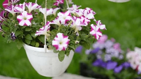 White Pink Hanging Petunia Flower Seeds for Planting – Heirloom, Non-GMO, High Germination, Easy Garden Blooms