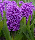 Violet Hyacinth Flower Seeds for Planting – Heirloom, Non-GMO, High Germination Organic Garden Seeds