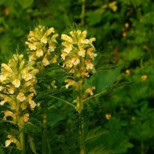 Flower Seeds, Seeds,Seeds For Planting,Plant Seeds