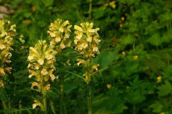 Flower Seeds, Seeds,Seeds For Planting,Plant Seeds