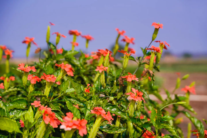 Flower Seeds, Seeds,Seeds For Planting,Plant Seeds