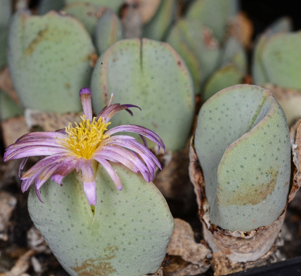 Flower Seeds, Seeds,Seeds For Planting,Plant Seeds