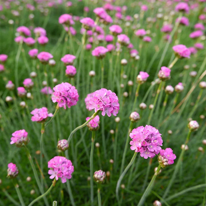 Flower Seeds, Seeds,Seeds For Planting,Plant Seeds