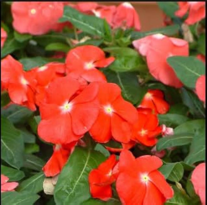 Flower Seeds, Seeds,Seeds For Planting,Plant Seeds