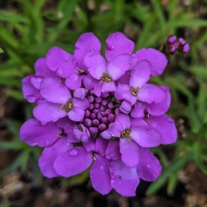 Flower Seeds, Seeds,Seeds For Planting,Plant Seeds