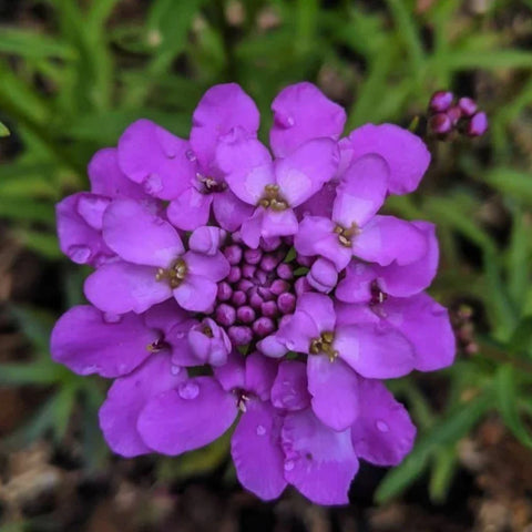 Flower Seeds, Seeds,Seeds For Planting,Plant Seeds