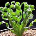 Tortilis Spiral Flower Seeds for Planting – Heirloom, Non-GMO, High Germination Garden Seeds