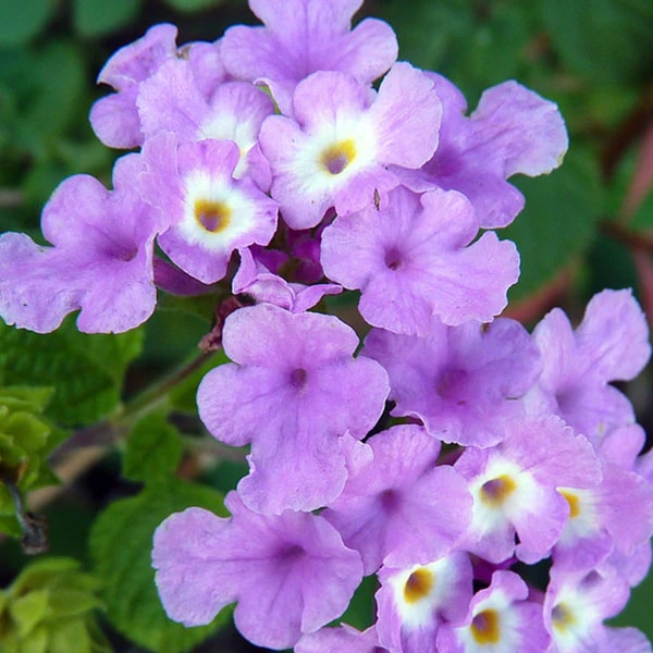 Violet Lantana Flower Seeds for Planting – Heirloom, Non-GMO, Long Bloom Season, High Germination