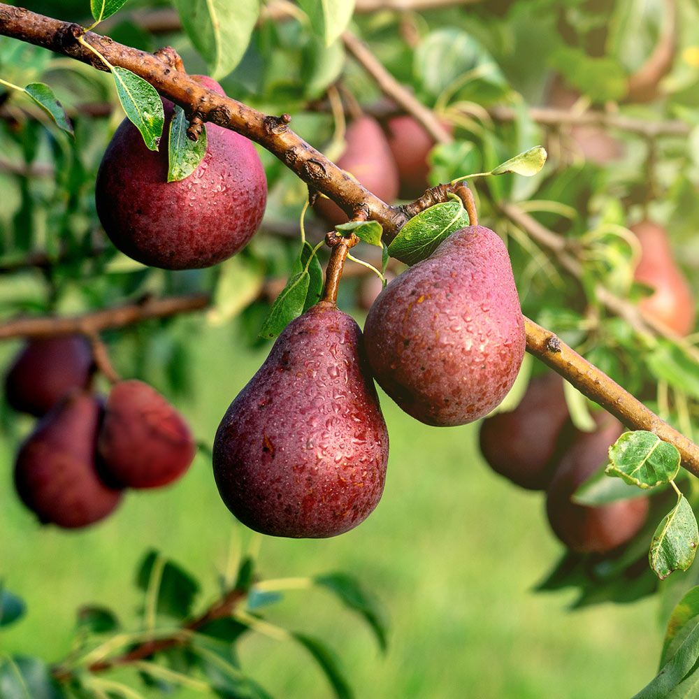 Red Bartlett Pear Fruit Seeds for Planting – Heirloom Non-GMO Crisp Juicy Tree Seeds with High Germination