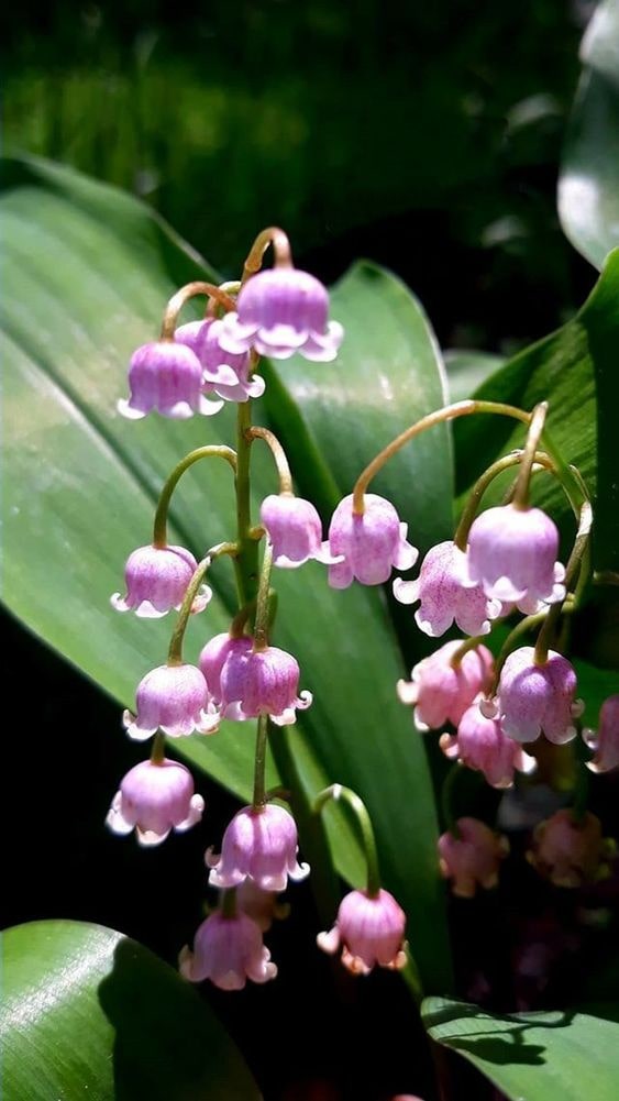 Bell Orchid Flower Seeds for Planting – Heirloom, Non-GMO, Easy to Grow Organic Garden Seeds
