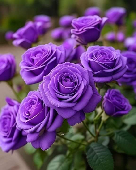 Violet Mix Unique Rose Flower Seeds for Planting – Heirloom, Non-GMO, High Germination Organic Garden Seeds