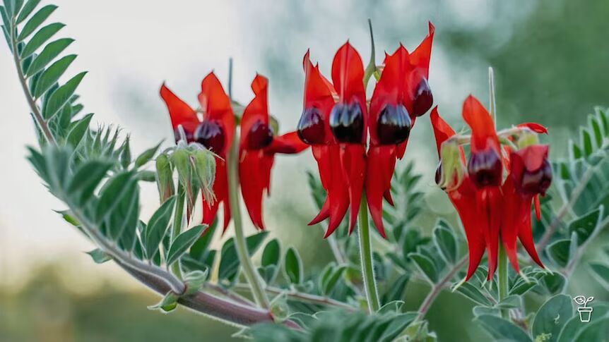 Sturt's Flower Seeds for Planting – Heirloom Non-GMO Seeds for Planting with High Germination