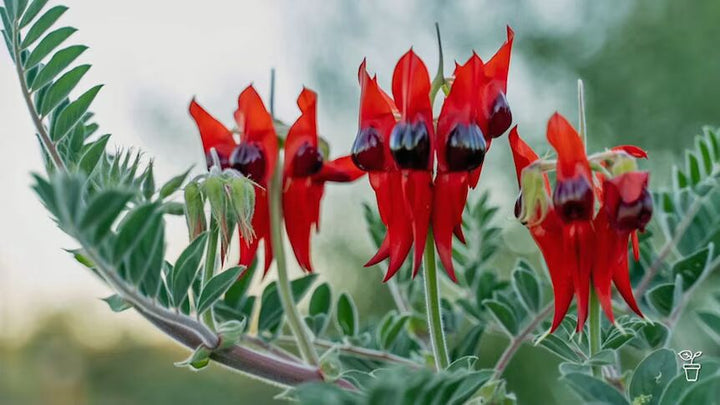 Sturt's Flower Seeds for Planting – Heirloom Non-GMO Seeds for Planting with High Germination