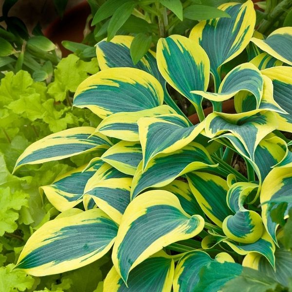 Green Blue Hosta Flower Seeds for Planting | Heirloom Non-GMO Organic Garden Seeds, Long Bloom Season, High Germination