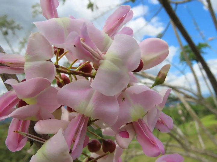 Pale Pink Gliricidia Sepium Flower Seeds for Planting – Heirloom Non-GMO High Germination Garden Seeds