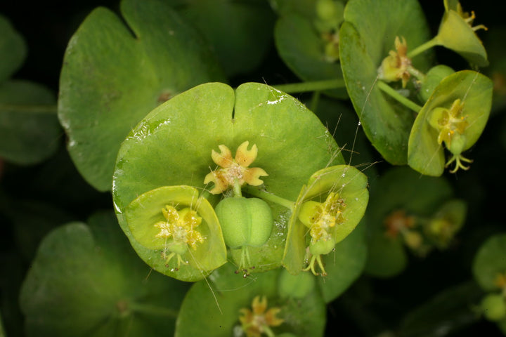 Euphorbia Amygdaloides Flower Seeds for Planting – Heirloom Non-GMO, High Germination Organic Garden Seeds
