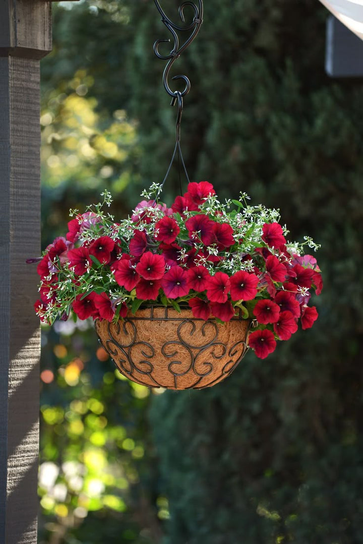 Red Petunia Hanging Flower Seeds for Planting - Heirloom, Non-GMO, High Germination Organic Garden Seeds