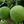 Artocarpus Breadfruit Fruit Seeds for Planting – Heirloom Non-GMO Tropical Tree Seeds with High GerminationSeeds