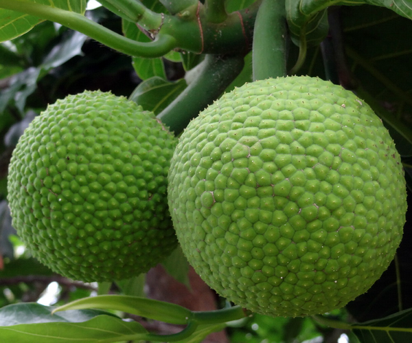 Artocarpus Breadfruit Fruit Seeds for Planting – Heirloom Non-GMO Tropical Tree Seeds with High GerminationSeeds