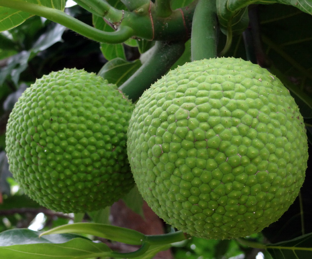 Artocarpus Breadfruit Fruit Seeds for Planting – Heirloom, Non-GMO Tropical Tree Seeds