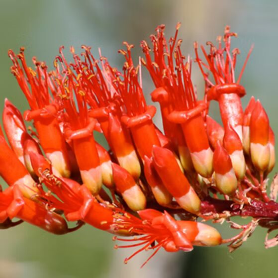 Ocotillo Fouquieria Splendens Flower Seeds for Planting | Heirloom Non-GMO High Germination Seeds